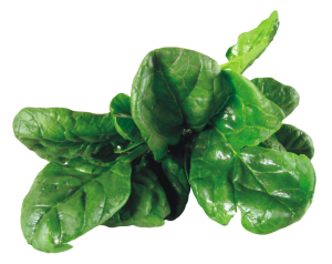 Spinach PNG-79161